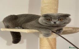 Scottish Fold cats for stud: Up for stud  - Advert 3