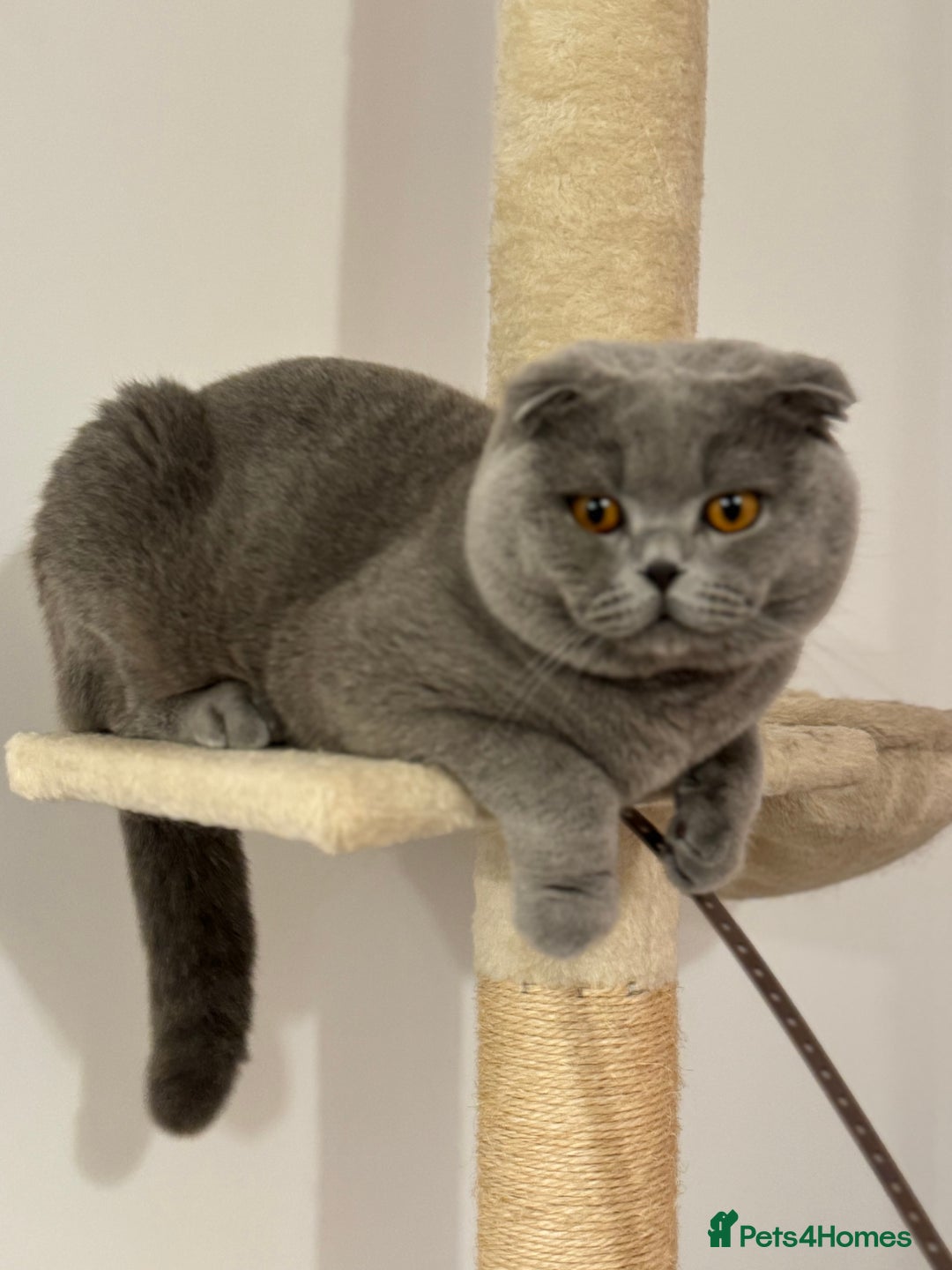 Scottish Fold cats for stud: Up for stud  - Advert 3