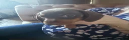 Miniature Dachshund dogs for sale: Miniature dachshund puppies - Advert 4