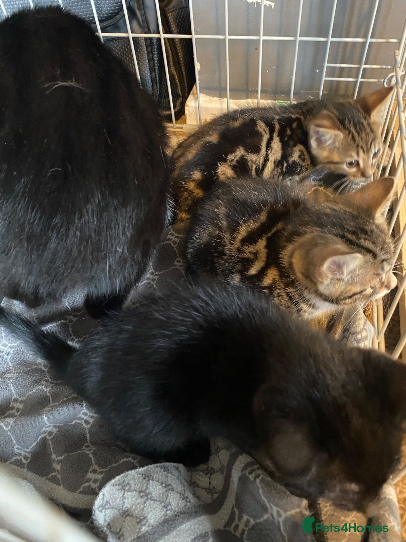 Mixed Breed cats Three kittens looking for their forever homes  - Advert 2