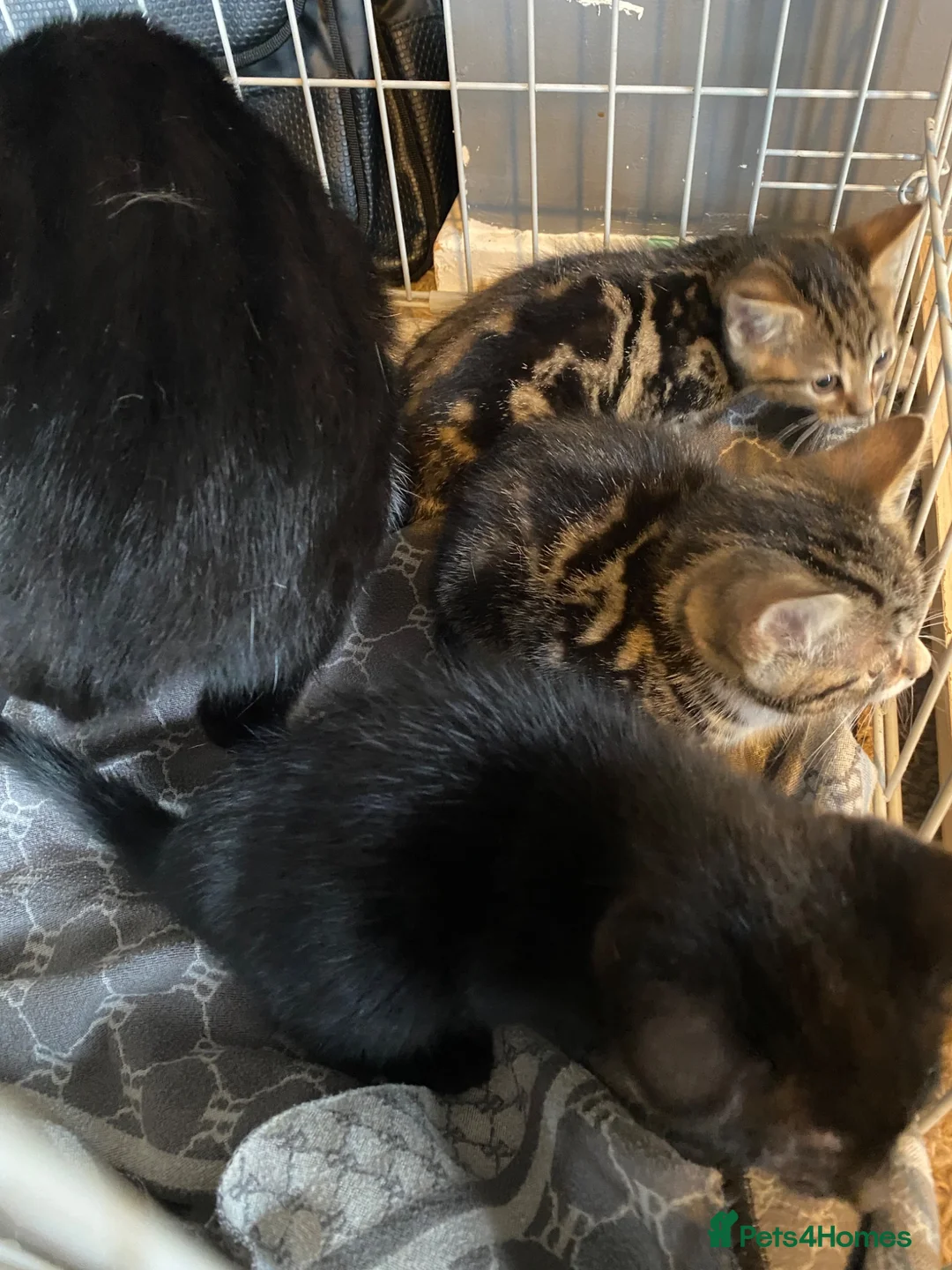 Mixed Breed cats for sale: Three kittens looking for their forever homes  - Advert 1