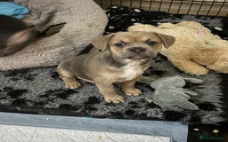 Mixed Breed dogs for sale: French bullhuahua - Image 37