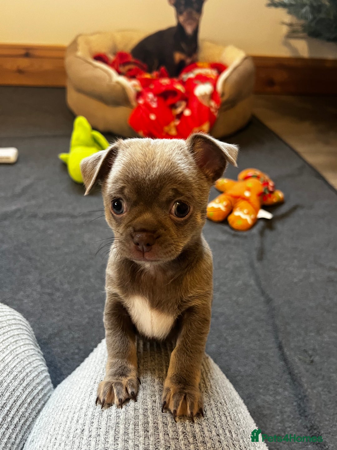 Chihuahua dogs for sale: Kc registered lilac chihuahua girl - Advert 11