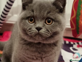 British Shorthair cats 3 BSH Ready To Go Now GCCF Health Check Pedigree - Advert 1