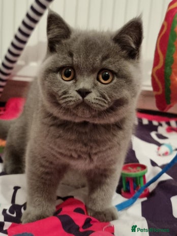 British Shorthair cats 3 BSH Ready To Go Now GCCF Health Check Pedigree - Advert 1
