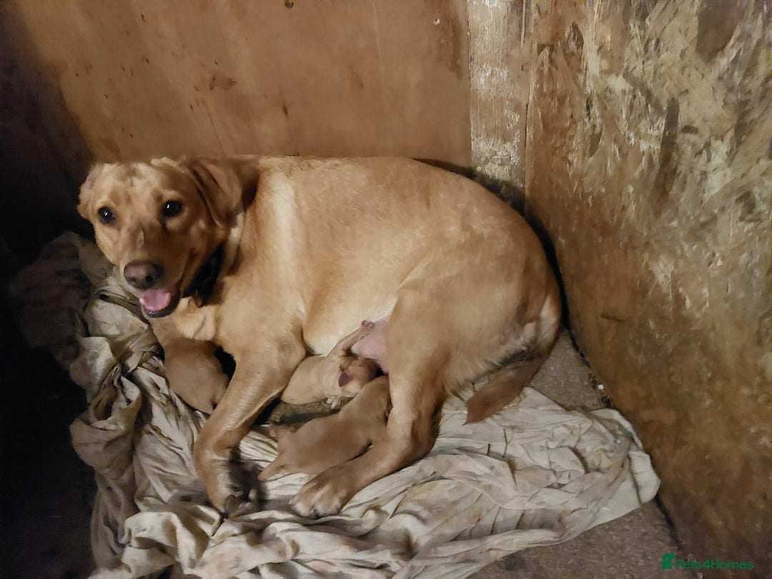 Labradoodle dogs for sale: Ready now gorgeous labradoodle puppies 3 boys - Image 6