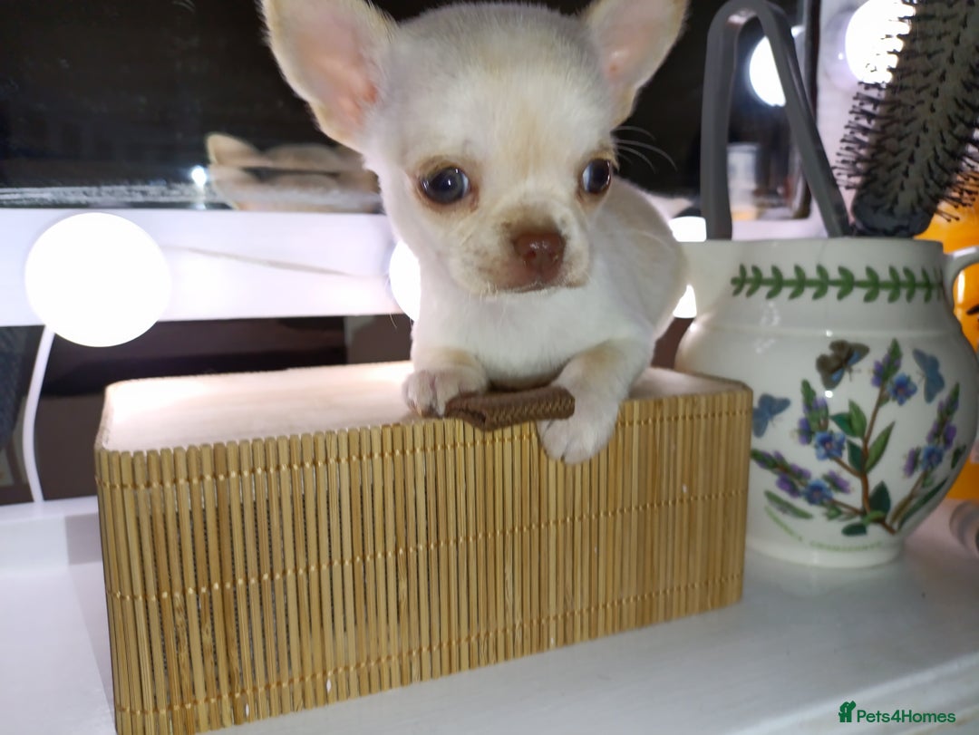Chihuahua dogs for sale: 1 boys 3 girl pedigree chihuahua - Advert 31