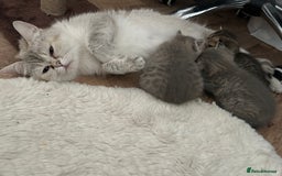 British Shorthair cats for sale: British shorthair kittens  - Image 15