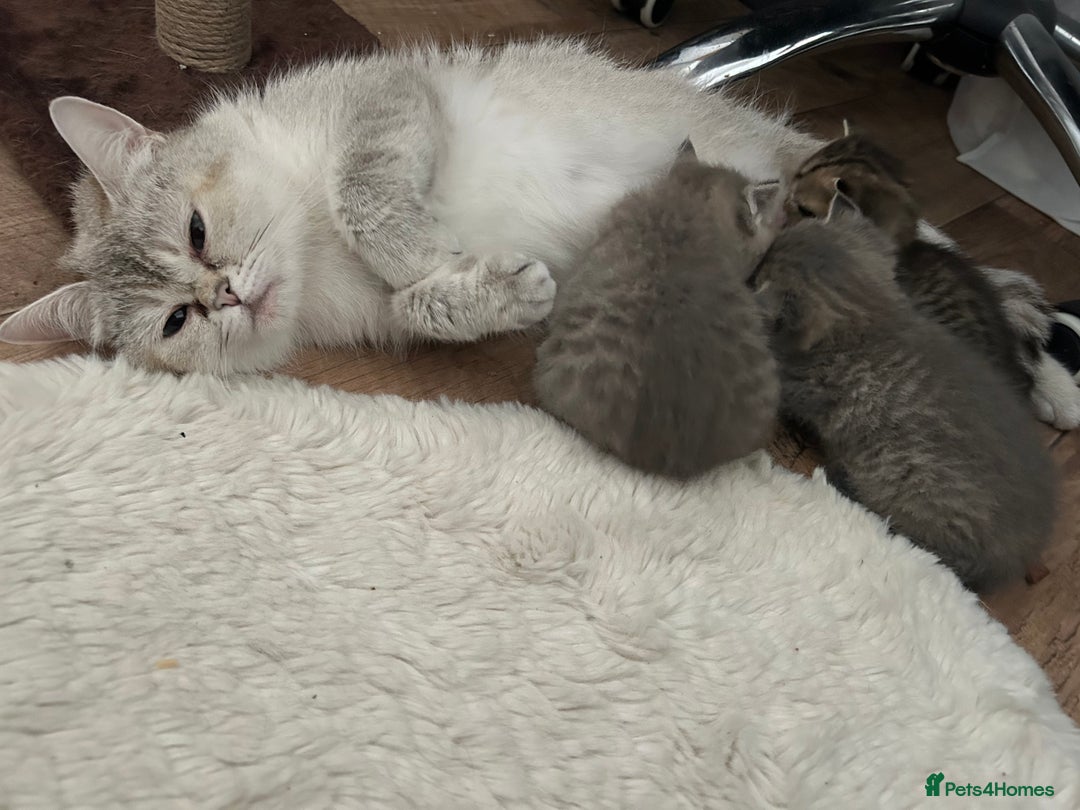 British Shorthair cats for sale: British shorthair kittens  - Image 15