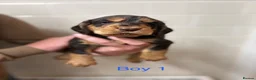 Cocker Spaniel dogs for sale: Beautiful cocker spaniel pups - Advert 9