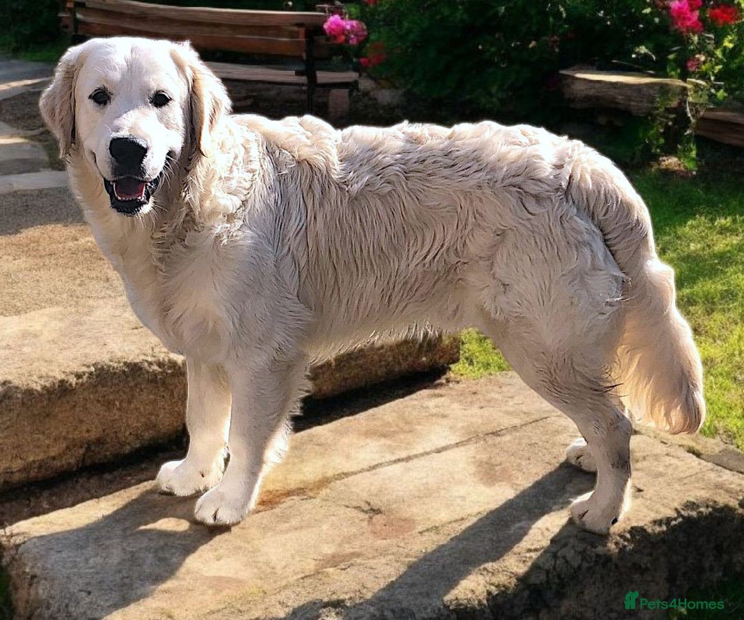 Golden Retriever dogs for sale: Golden retriever male - Image 10