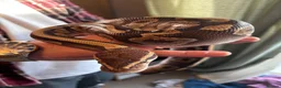 Python Snake reptiles for sale: Female Mojave Royal Python in Sittingbourne - Advert 25