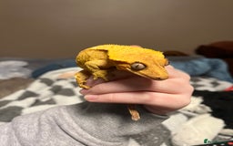Gecko reptiles for sale: Crested Gecko for sale - Advert 1