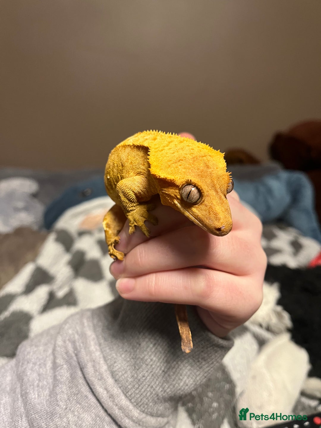 Gecko reptiles for sale: Crested Gecko for sale - Advert 1