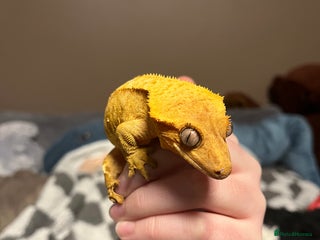 Gecko reptiles Crested Gecko for sale - Advert 1
