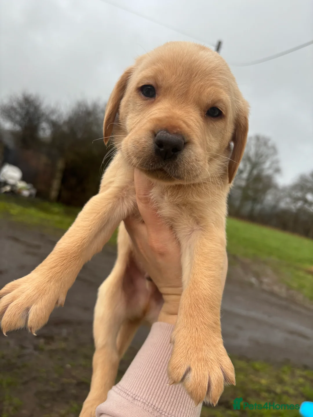 Labrador Retriever dogs for sale: Lovely litter of KC registered working labradors - Advert 1