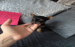 Yorkshire Terrier dogs for sale: Miniature Yorkshire terrier puppies  - Image 4