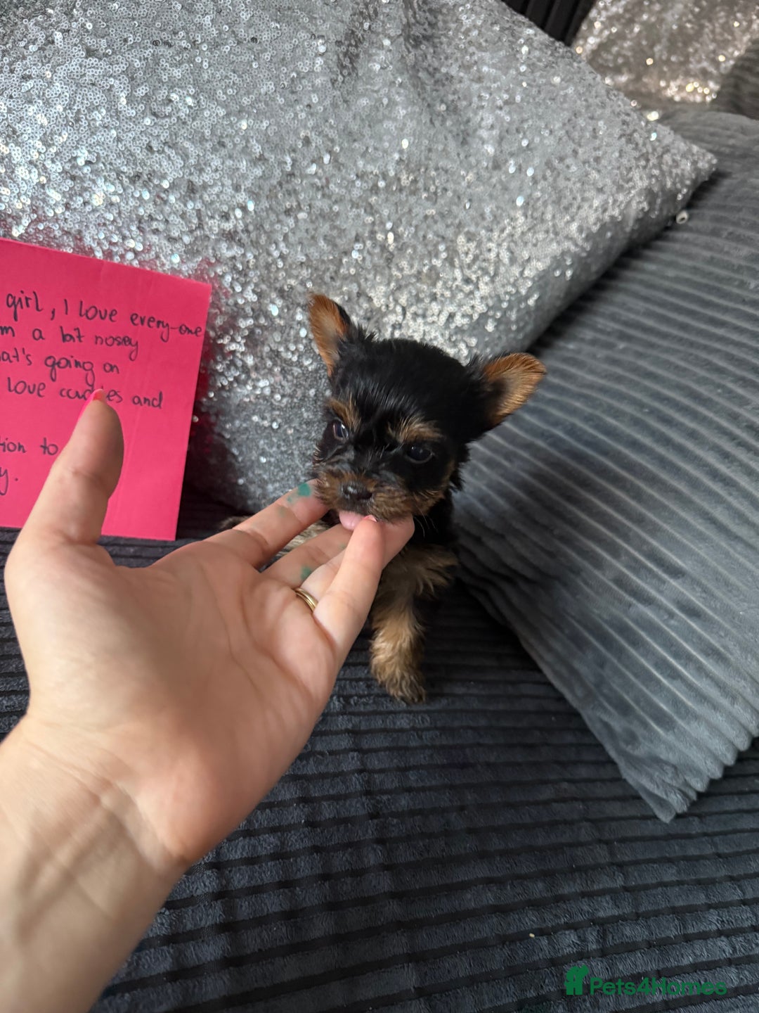 Yorkshire Terrier dogs for sale: Miniature Yorkshire terrier puppies  - Image 4