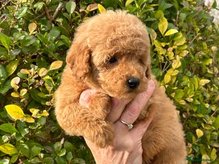 Miniature Poodle dogs Miniature poodles *ready to leave* - Advert 4