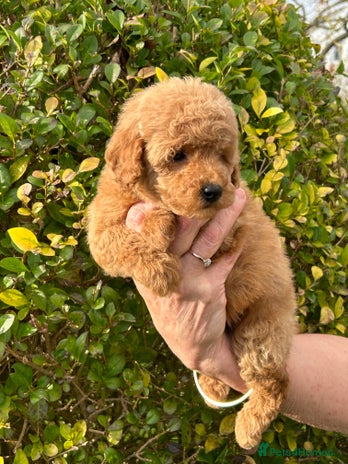 Miniature Poodle dogs Miniature poodles *ready to leave* - Advert 16