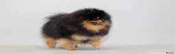 Pomeranian dogs for stud: Pomeranian Gentleman Available for Stud 🐾 - Advert 5