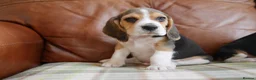 Beagle dogs for sale: Quality Health Tested Beagle Puppies - Advert 4