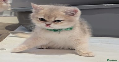 British Shorthair cats - Advert 12