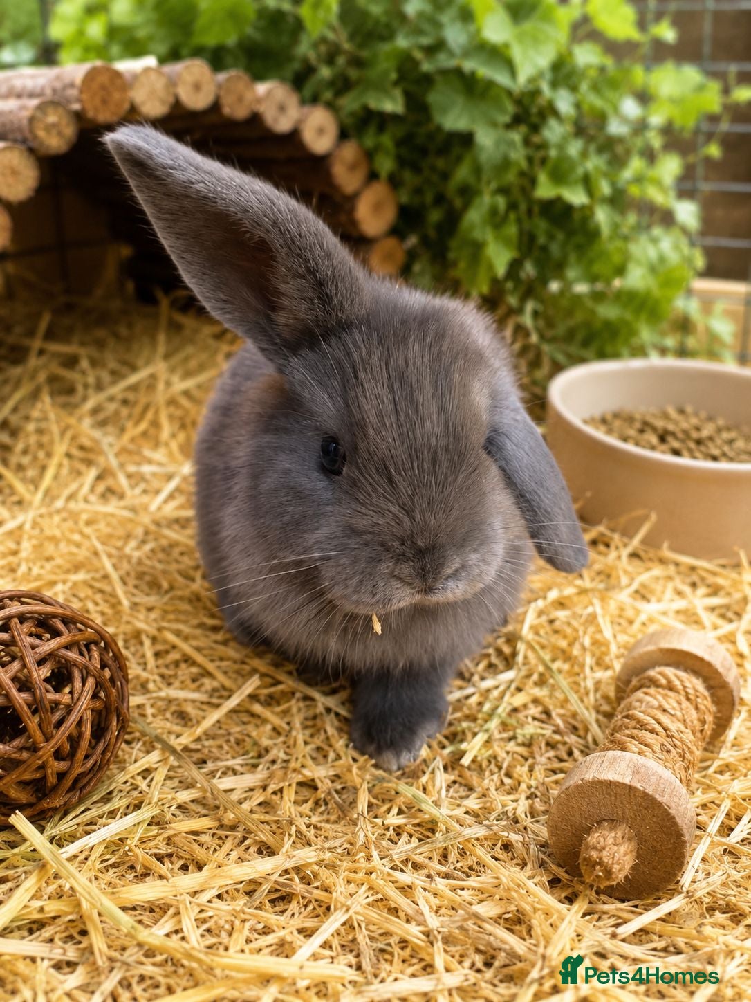 Mini Lop rabbits  Ready Now! Stunning Pure Bred Mini Lops - Advert 2