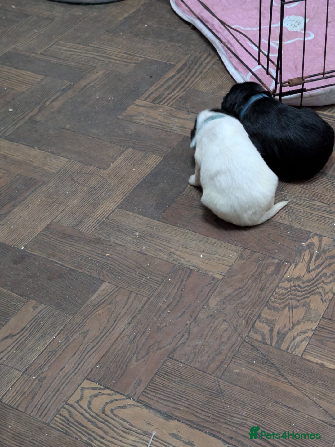 Mixed Breed dogs for sale: Cockapoo x labradoodle  - Advert 3