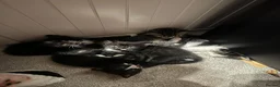 Mixed Breed cats for sale: 5 little kittens looking for their forever home  - Advert 10