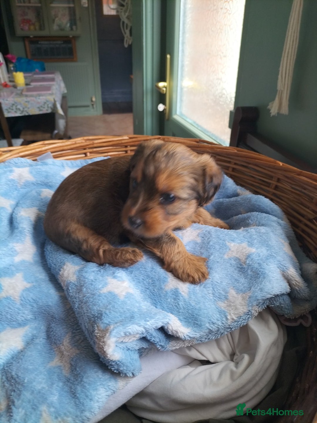 Yorkshire Terrier dogs for sale: Yorkshire terrier pups for sale - Image 8