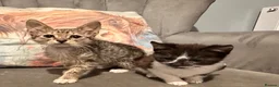 Mixed Breed cats for sale: Kittens ready now  - Advert 8