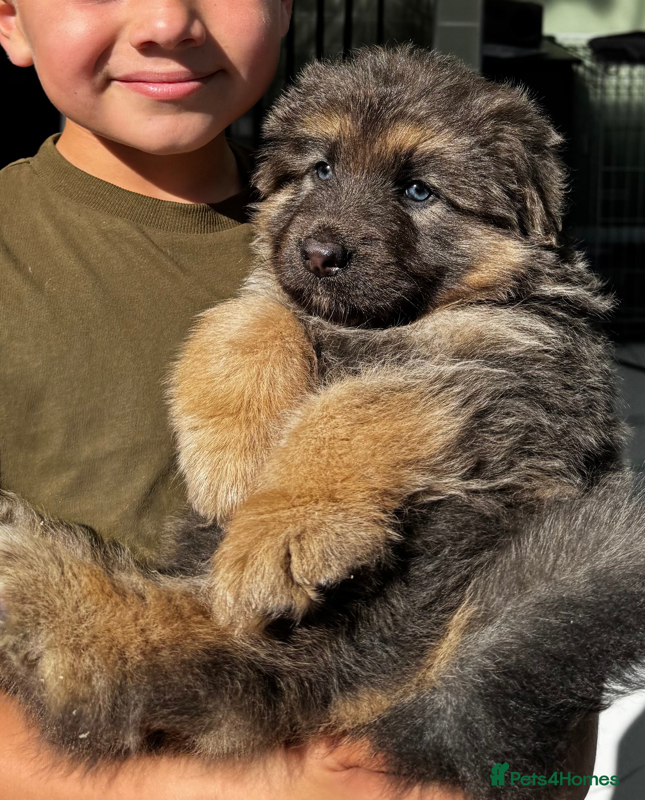 German Shepherd dogs ❤️KC pups ✨ health tested parents  - Advert 4