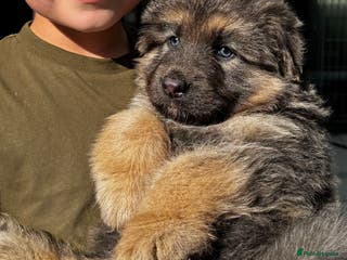 German Shepherd dogs ❤️KC pups ✨ health tested parents - Advert 3