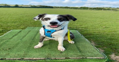 Mixed Breed dogs - Advert 12