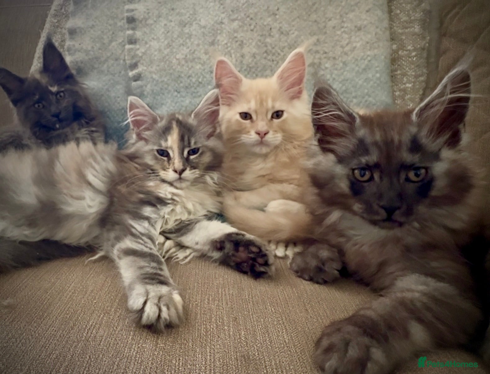 Maine Coon cats Health tested TICA Maine Coon Kittens  - Advert 10