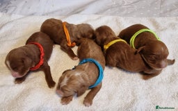 Cavapoo dogs for sale: Stunning F1 Cavapoo puppies, DNA tested parents  - Image 4