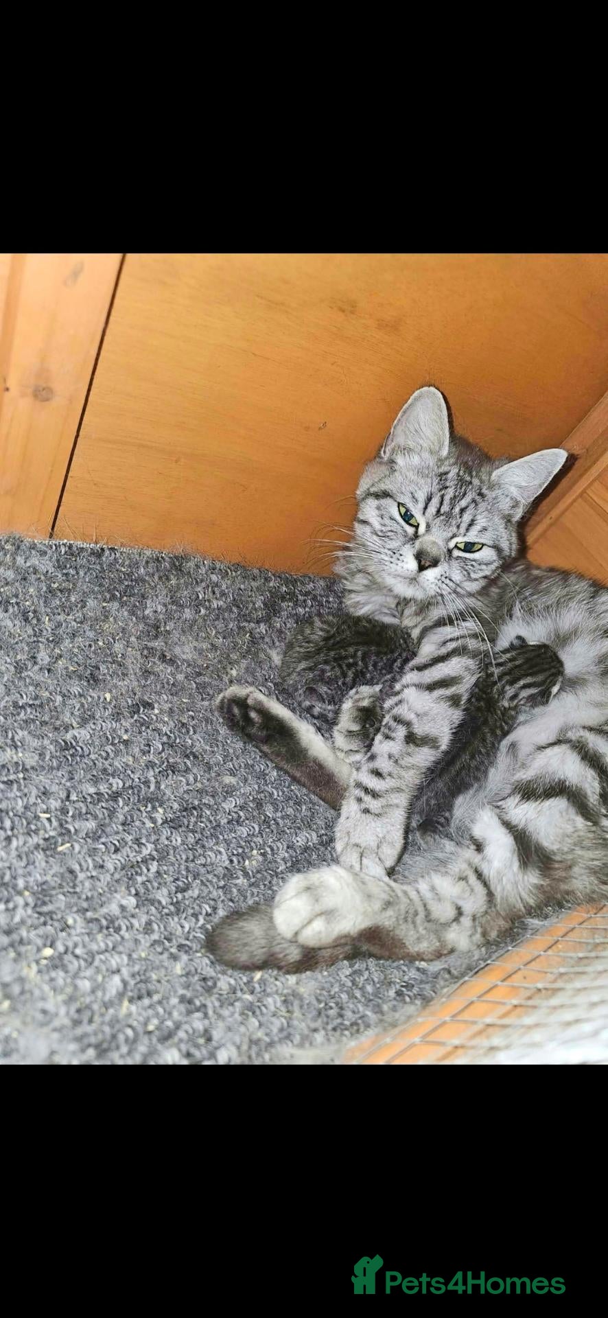 British Shorthair cats for sale: 2 male kittens - Advert 1