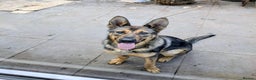 German Shepherd dogs for sale: 10 month old GSD Male and Female puppy available - Advert 3