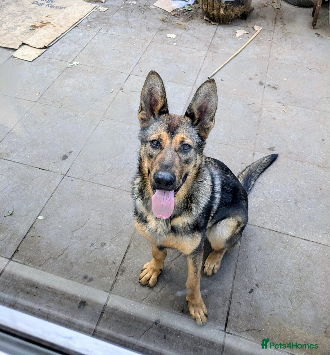 German Shepherd dogs for sale: 10 month old GSD Male and Female puppy available - Advert 3