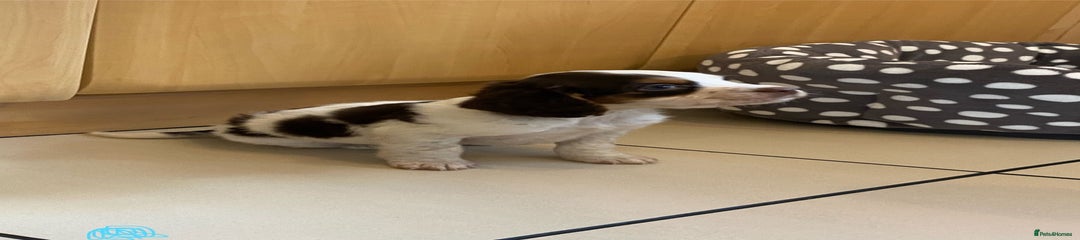 Cocker Spaniel Puppy 1