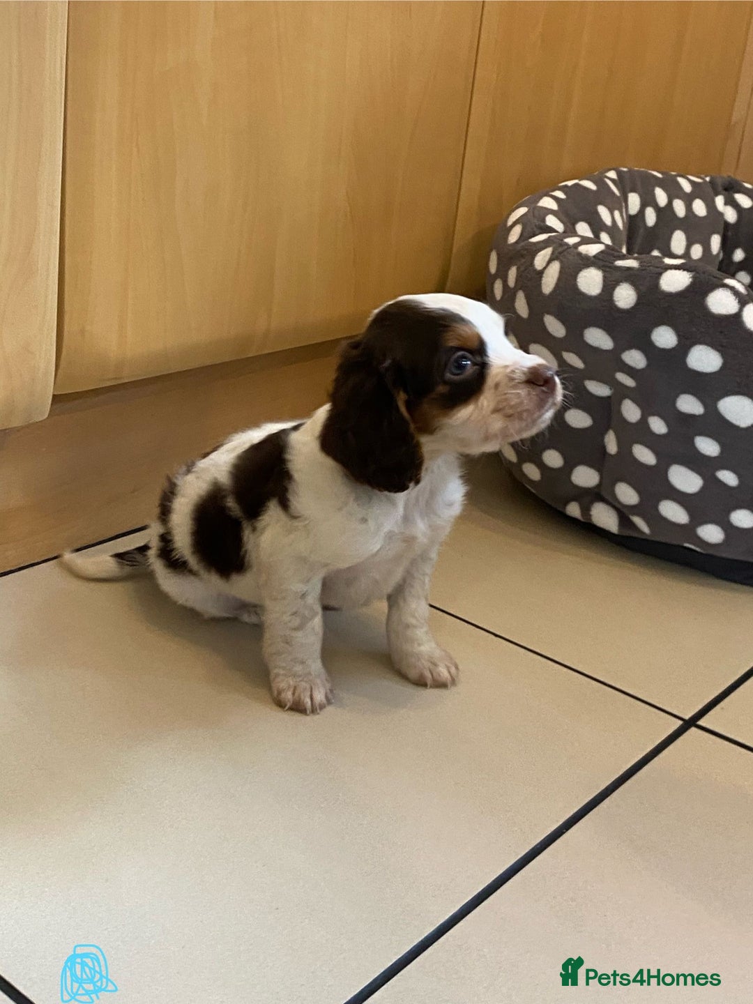 Cocker Spaniel dogs for sale: Working Cocker spaniel puppies  - Image 1