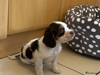 Cocker Spaniel dogs - Advert 3