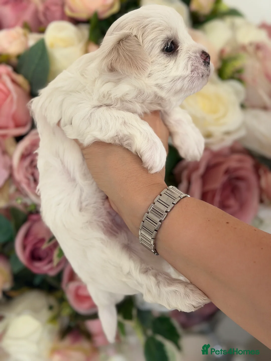 Maltese dogs for sale: Maltese boys  - Advert 2