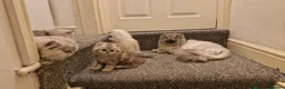 Persian cats for sale: Persian Kitten  - Advert 5