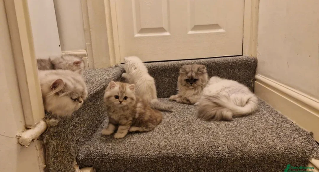Persian cats for sale: Persian Kitten  - Advert 5
