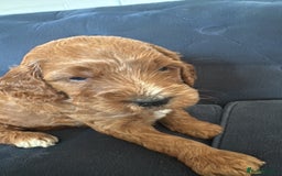 Irish Doodle dogs for sale: Gorgeous Miniature F1 Irish Doodles - Image 34