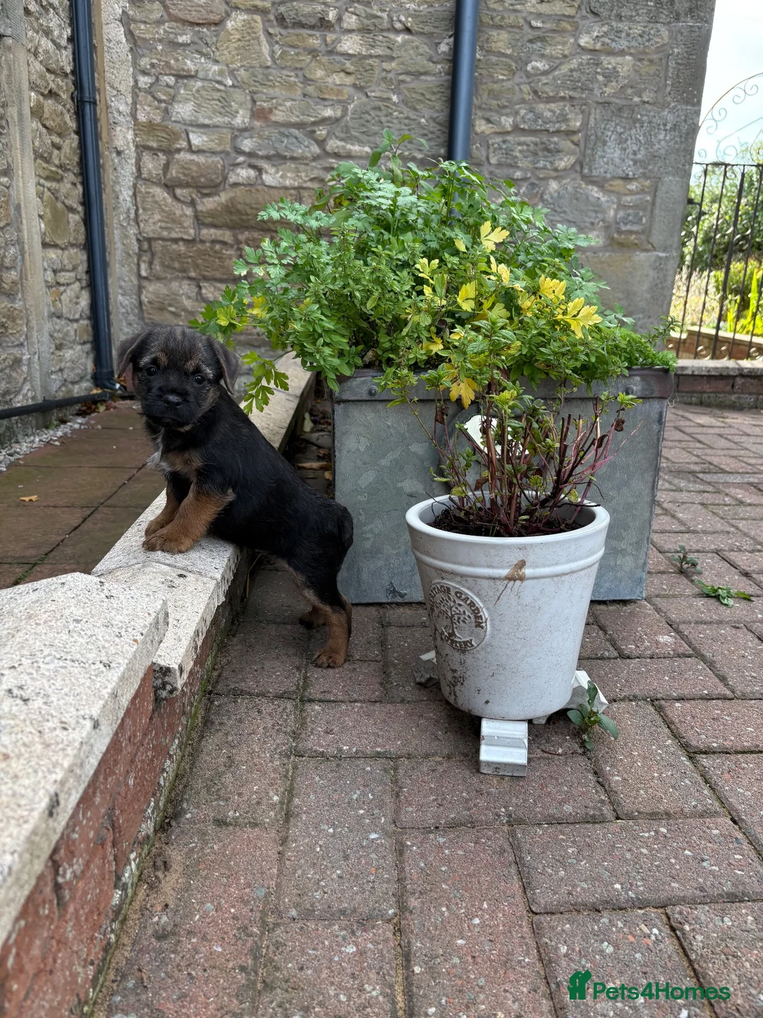 Border Terrier dogs for sale: Border terriers - Advert 2