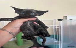 Devon Rex cats for sale: Affectionate Devon Rex Boy available  in Ramsgate - Image 6