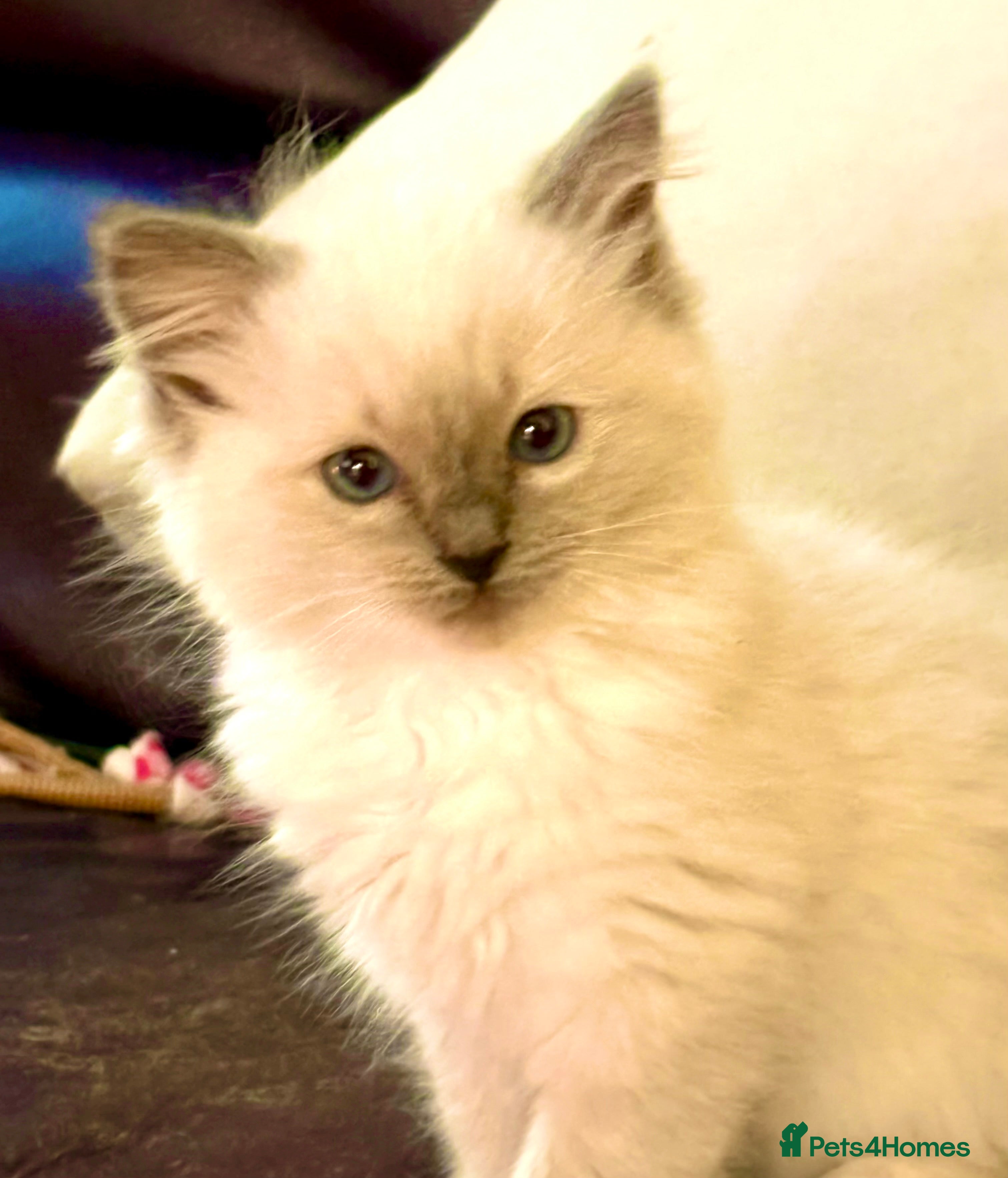 Ragdoll cats RAGDOLL KITTENS PURE BRED - Advert 2